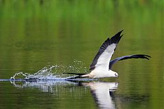 Swallow-tailed Kite